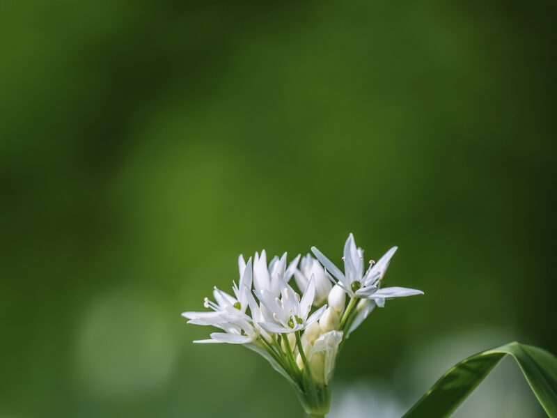 Bärlauch im Frühling