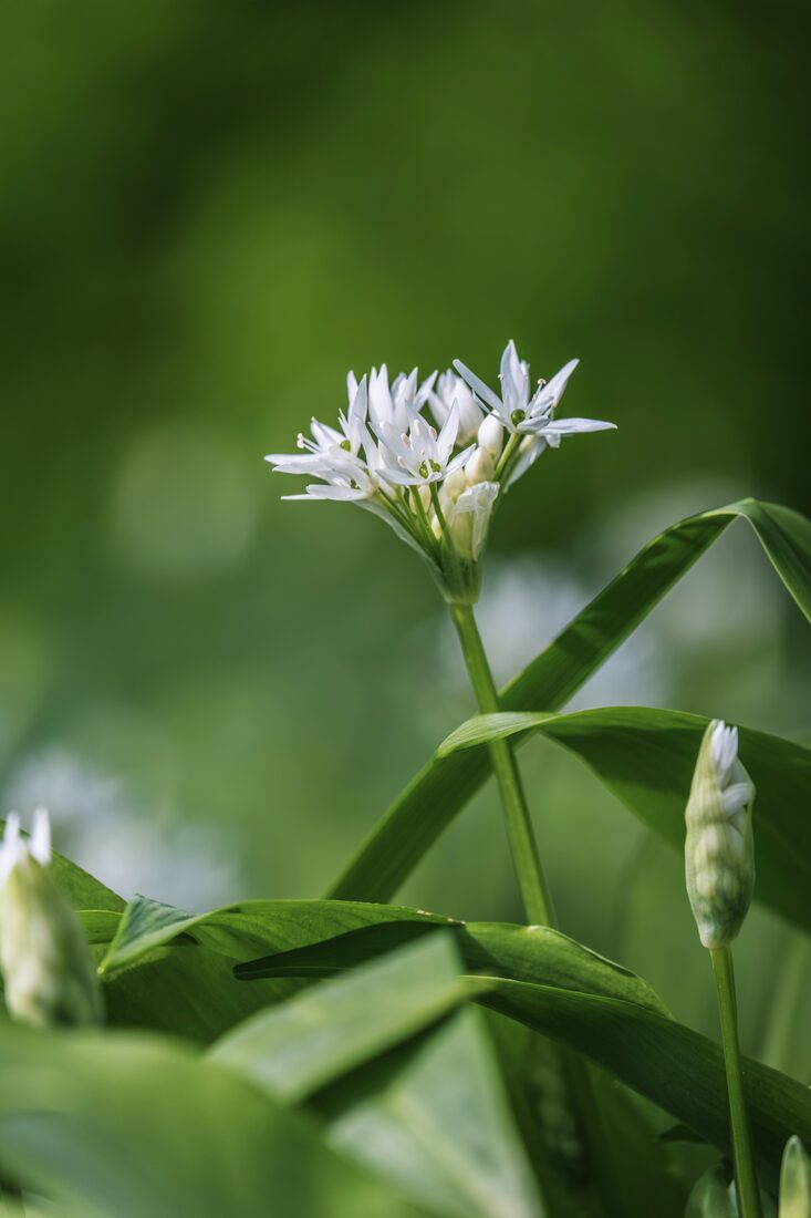Bärlauch (Allium ursinum) mit weissen Sternblüten und breiten Blättern im Wald