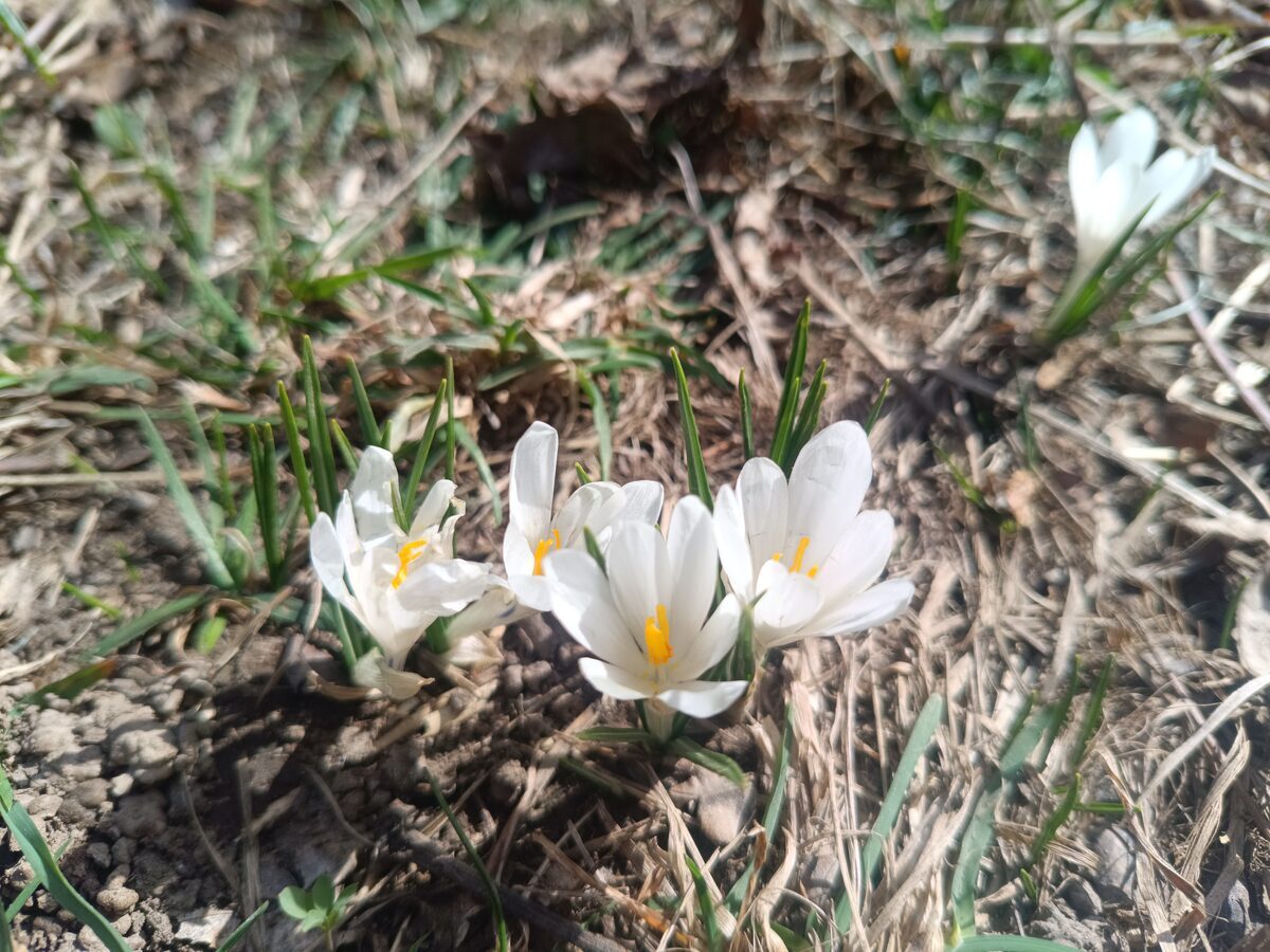 Frühlings-Krokus in voller Blüte — lila und weisse Blüten im Schweizer Garten