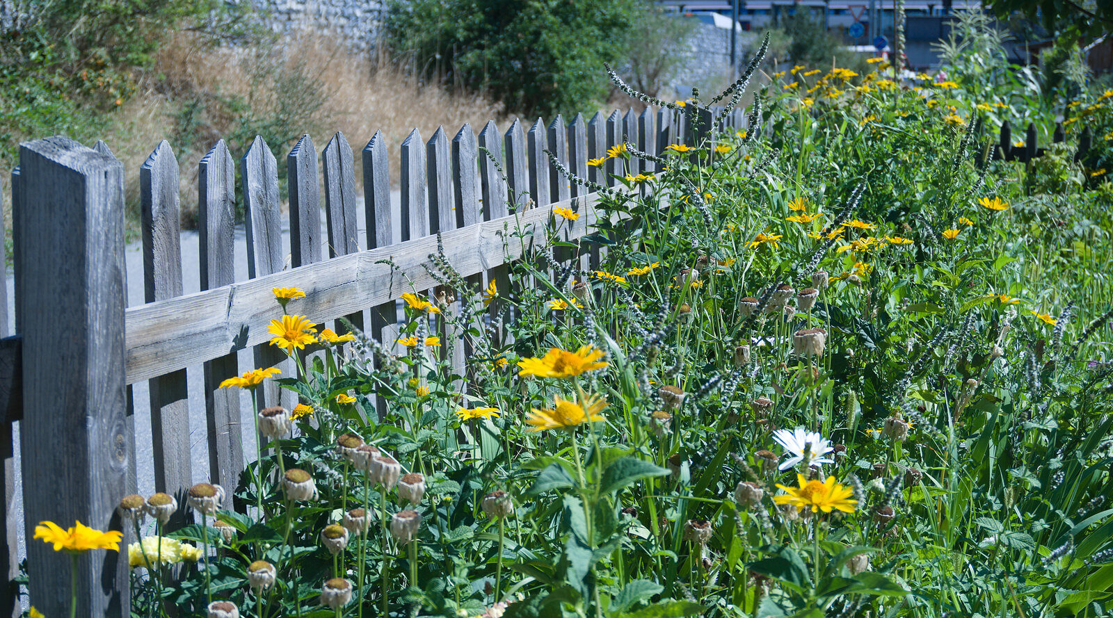 Sommerlicher Wildblumenstreifen mit gelben Blüten an einem Holzzaun im Wallis, Hochsommer