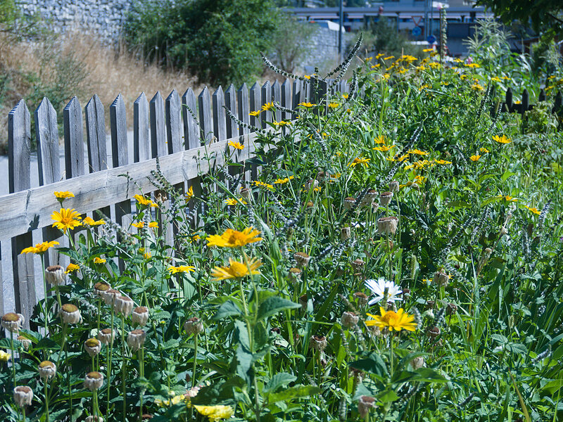 Gartenarbeiten im August