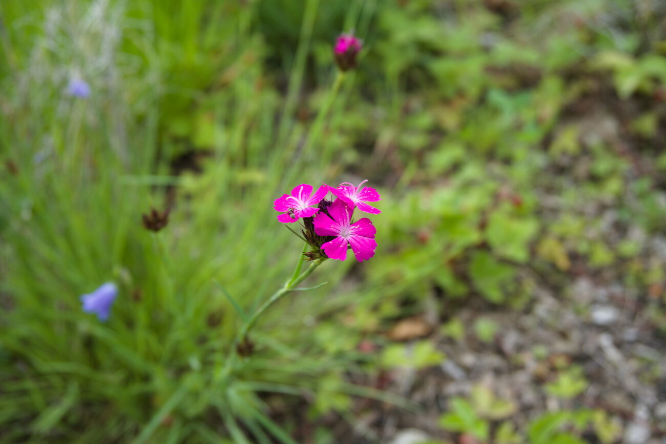 Kartäuser-Nelke (Dianthus carthusianorum) mit karminrosa Blütenköpfchen auf einem Trockenrasen
