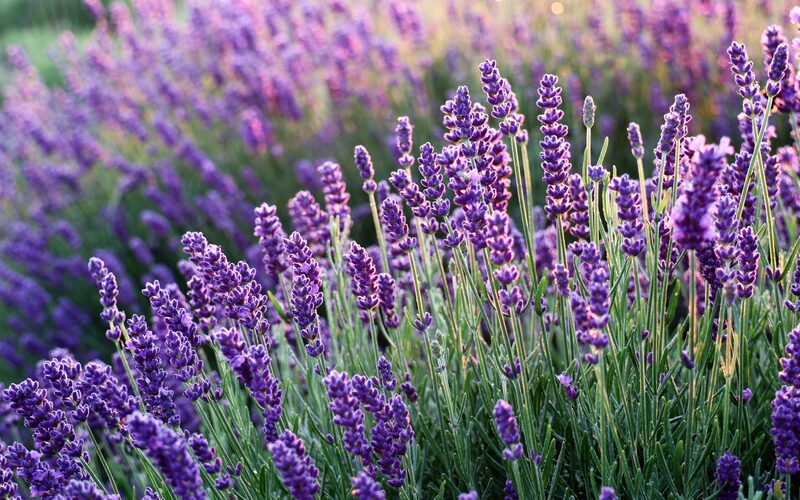 Lavendel