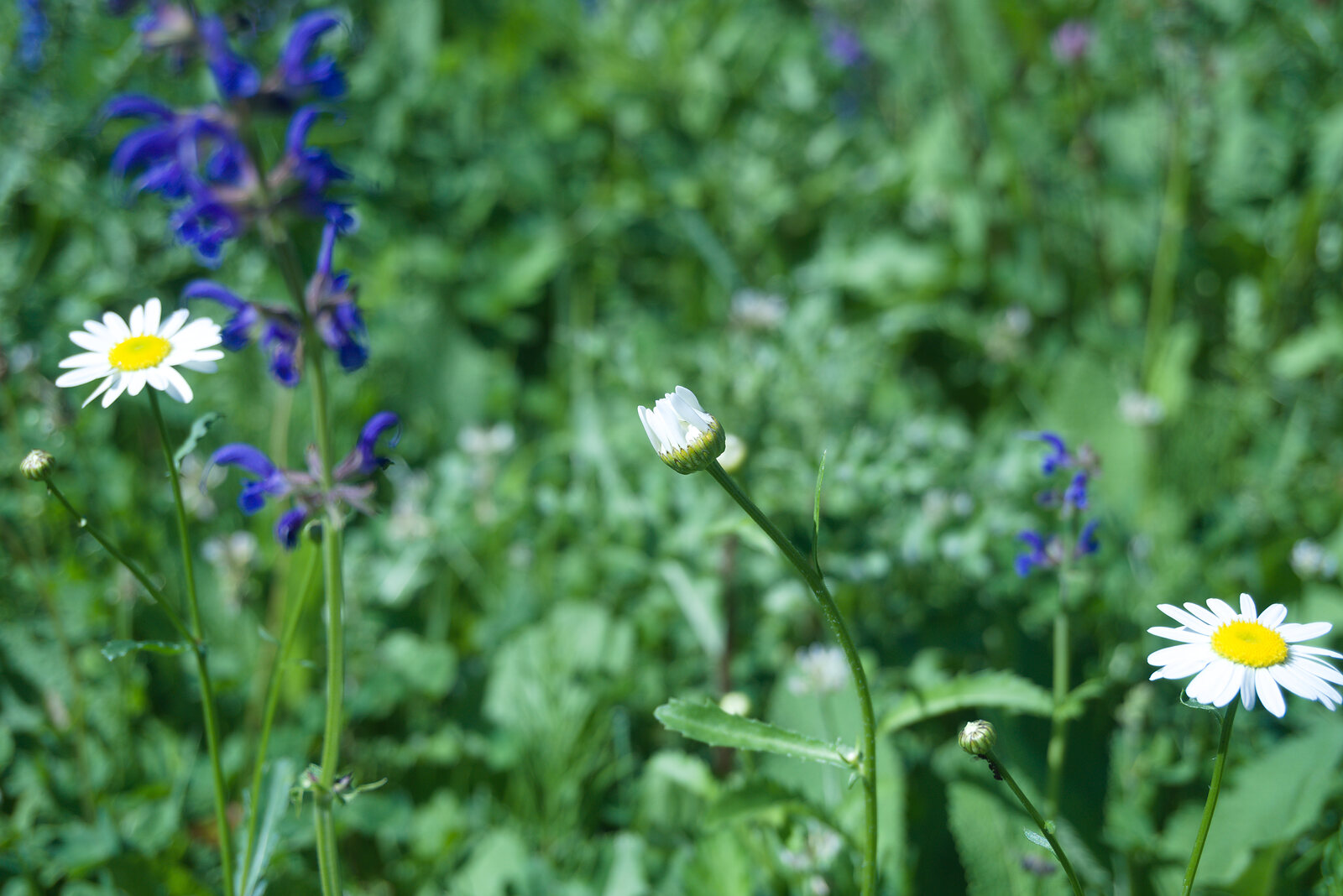 Wiesen-Margerite (Leucanthemum vulgare) mit Wiesensalbei in einer Walliser Blumenwiese
