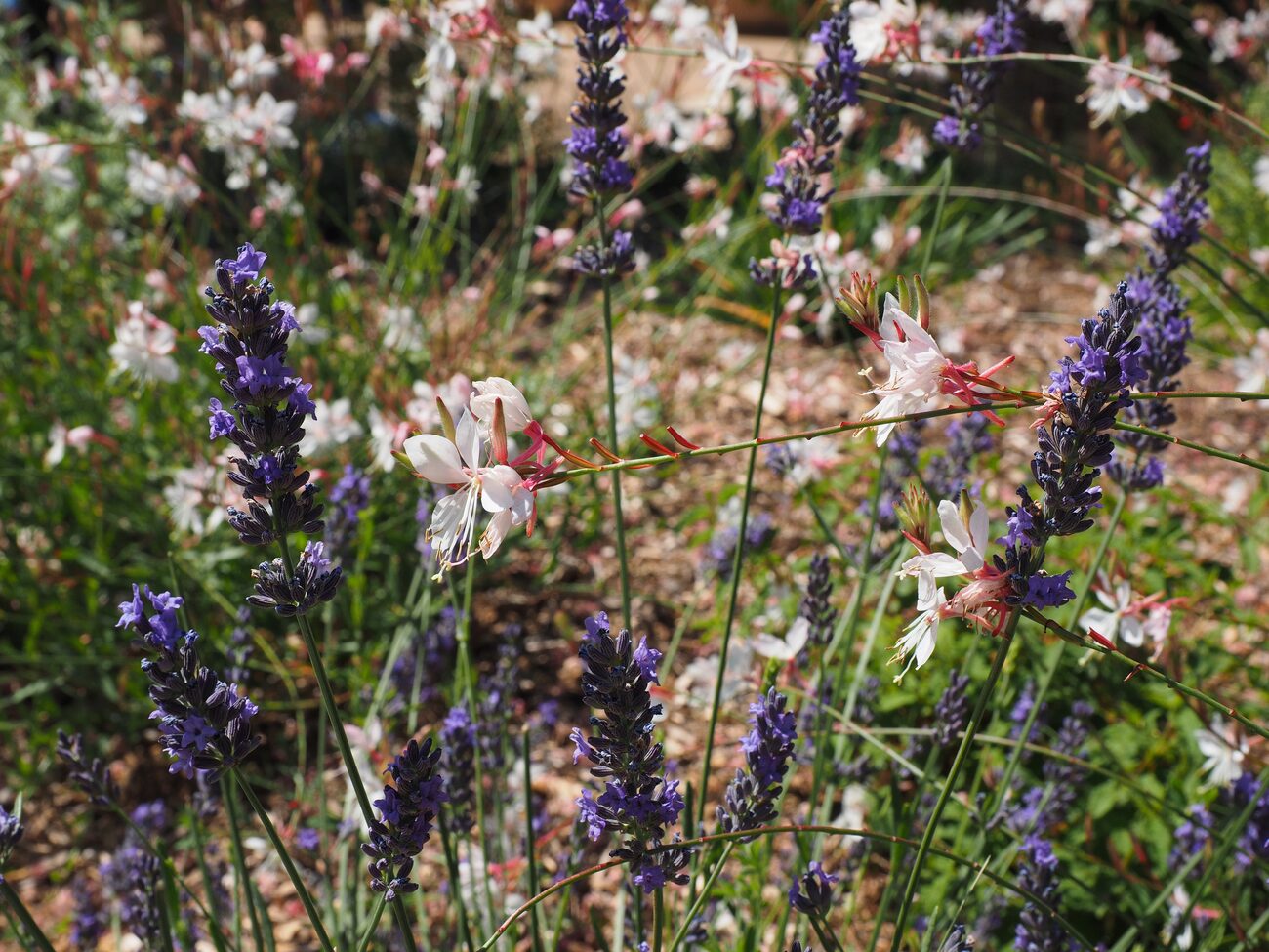 Prachtkerze (Gaura lindheimeri) mit zarten weiss-rosa Blüten zwischen Lavendel