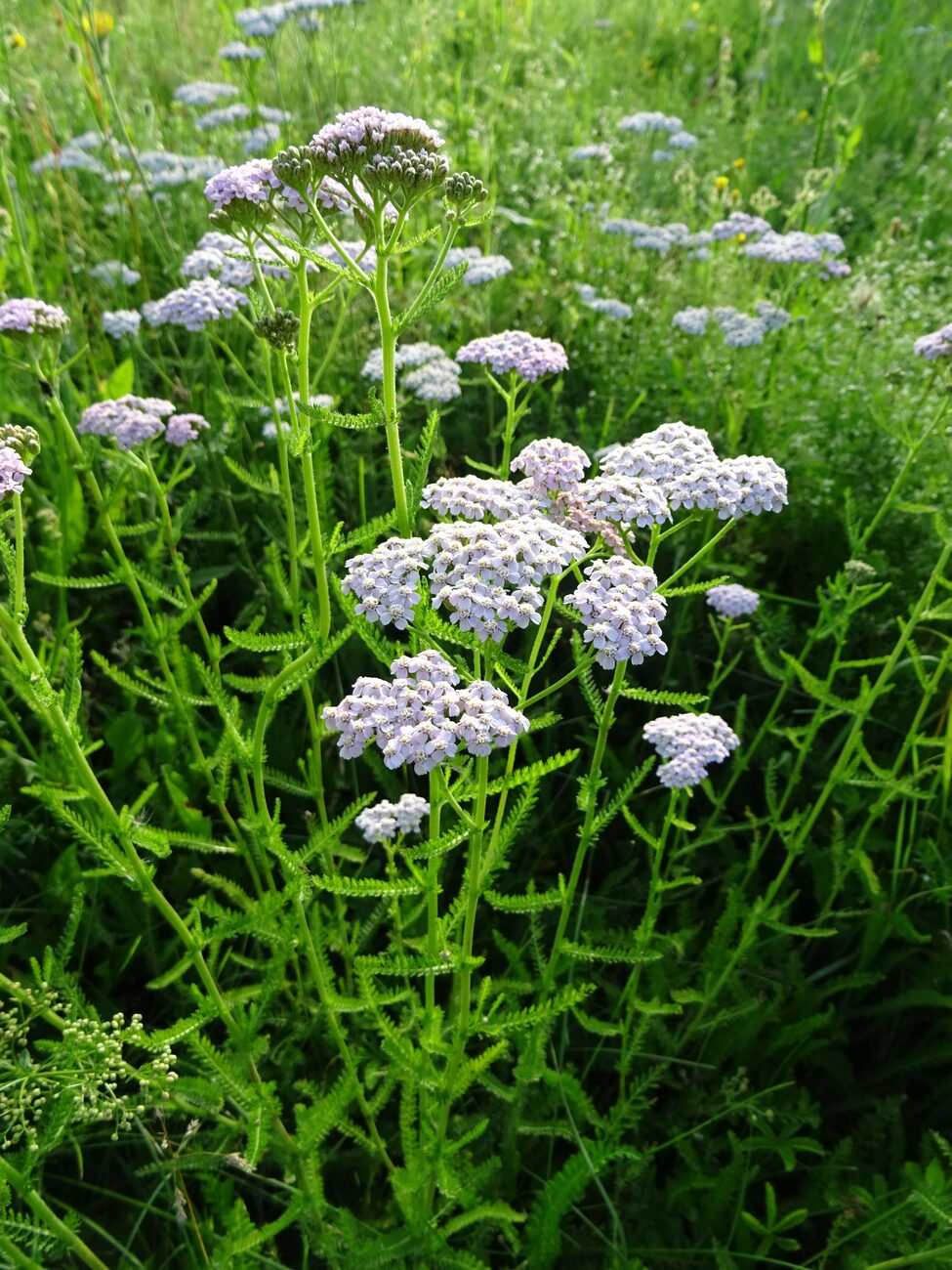 Gewöhnliche Schafgarbe (Achillea millefolium) mit weissen Blütendolden und fein gefiedertem Laub auf einer Wiese
