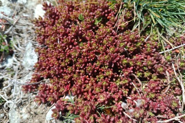 Weisser Mauerpfeffer