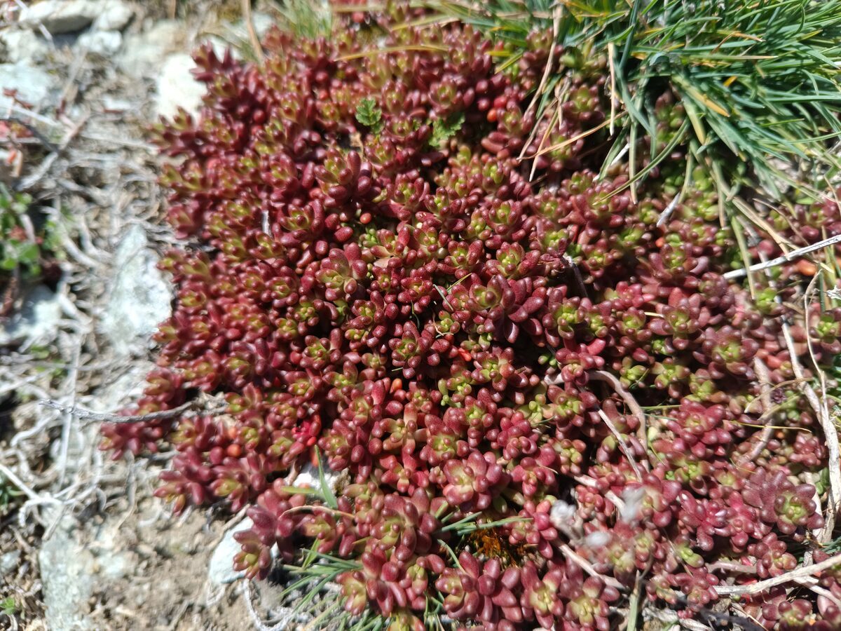 Sedum album — weiss blühender Mauerpfeffer auf einer Walliser Trockensteinmauer